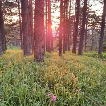 Malina * Zlatibor